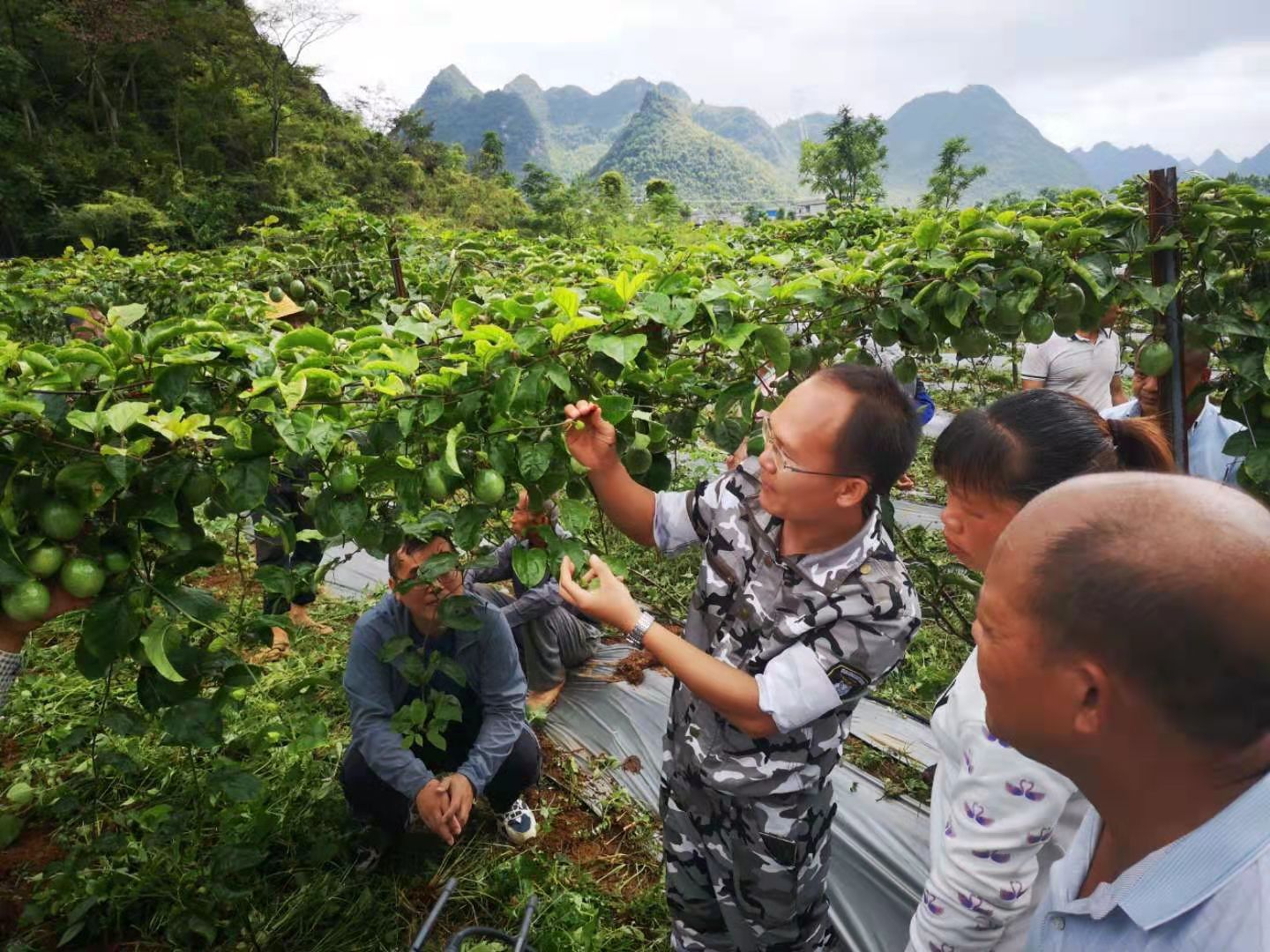 图为科技特派员蓝国龙在果园开展黄金百香果种植培训.jpg