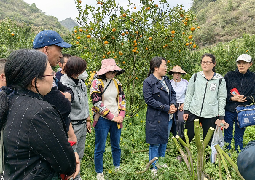 科技特派员进行柑橘高接换种技术培训。德保县委宣传部供图